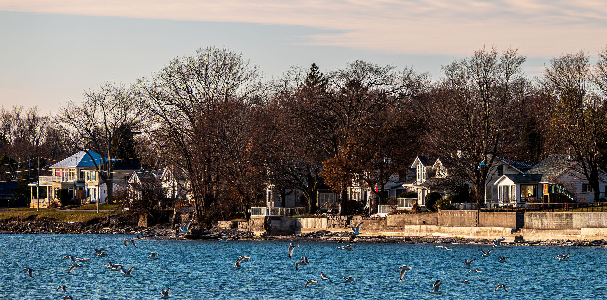 Seagulls Take Flight Off Wellington Beach on a Late November Aft